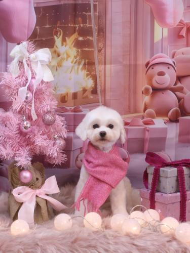 20241217ミルクくん